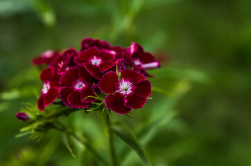 Purple carnations in the garden