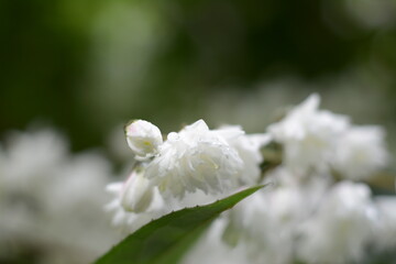 White deutzia scabra bush flowers closeup on blurred garden background
