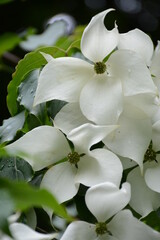 Lush bush of cornus kousa with large white flowers on a blurred background
