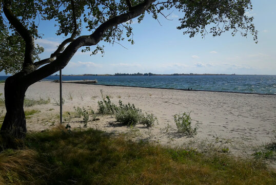 Lonely tree on the white sand empty beach of the Baltic sea in Faaborg Denmark in a summer sunny day