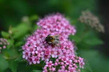 Bee on a pink spiraea japonica bush with small pink flowers