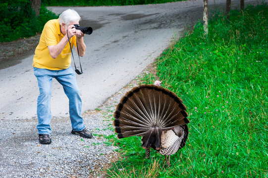 Mature Gray Haired Male Photographer Shooting a Turkey - Powered by Adobe