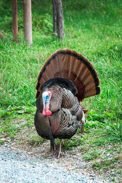 Wild Turkey In Tennessee