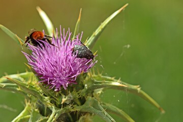 Mariendistel (Silybum marianum).mit Steinhummel (Bombus lapidarius) und Trauer-Rosenkäfer (Oxythyrea funesta)