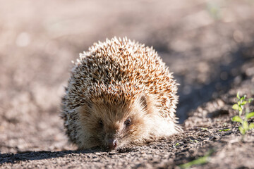 hedgehog on the grass.