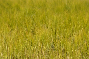 green wheat field