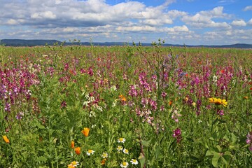 Feld mit blühender Saatblumenmischung