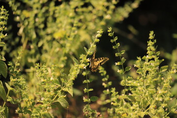 Swallowtail butterfly on plant / Papilio machaon