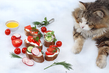 A cat next to diet sandwiches with cheese, cucumber, radish, nuts and red fish, a healthy breakfast...