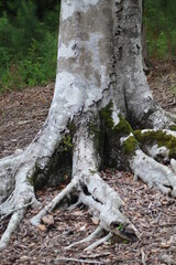 Obraz premium Old tree