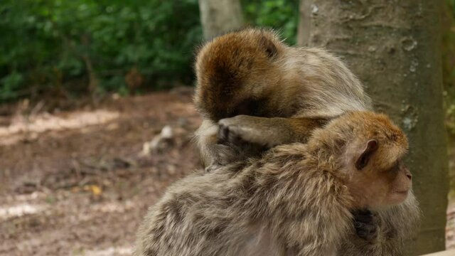 4k video of wild monkey - family 50 fps