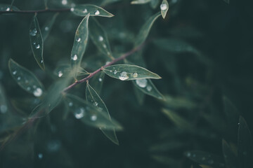 rain drops in close-up on the leaves of the plant