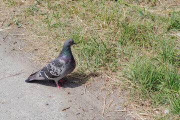 gray dove walks on the grass