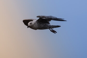 seagull in flight