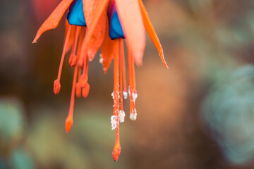 red and yellow macaw