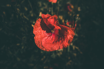 poppies growing among green grass on a summer day