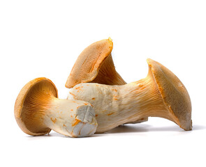 Fototapeta premium esh and useful champignon mushrooms on a white background