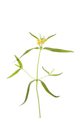 Common cow-wheat flowers and foliage