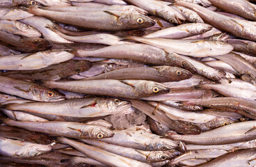 Fototapeta premium fresh fish on the market