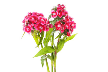 Sweet William flowers