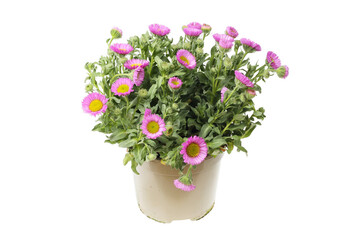 Flowering erigeron plant