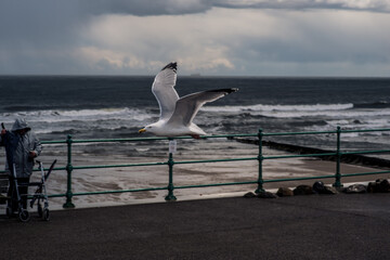 Seagull 