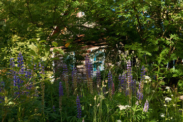 log hut in the thicket of blooming lupine