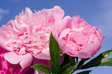 Bouquet of pink peonies with selective focus against the blue sky.