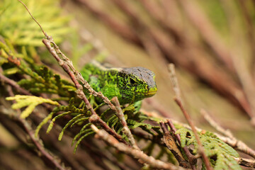 Close up of Lacerta agilis reptile head.