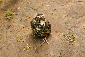 fledgling robin sitting on a path