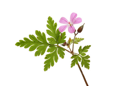 Herb robert flower and foliage