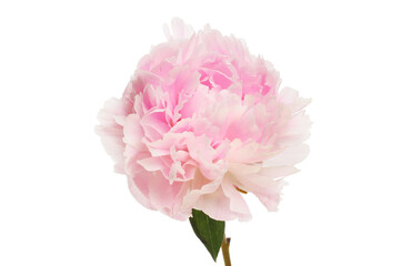 Single peony flower © Richard Griffin