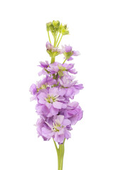 Fototapeta na wymiar Stock flowers against white