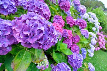 Magnifiques fleurs d'hortensias en Bretagne. France