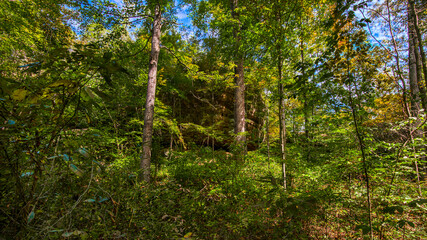 Obraz premium rocky cliffs though the trees