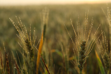 Obraz premium Barley field with dew. Beautiful summer morning. Summer nature