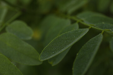 Plant with dew, close up. Beautiful summer morning