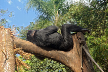 Chimpanzee sunbathing lying on tree branch