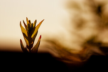 Fototapeta na wymiar flower in the sun