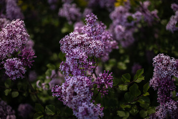 purple lilac among the green leaves on the bush in the spring garden