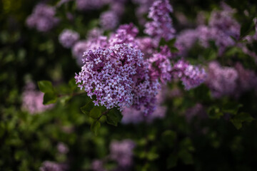 purple lilac among the green leaves on the bush in the spring garden
