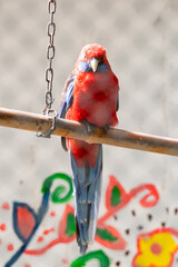 Beautiful colorful Parrot in captivity © nedomacki