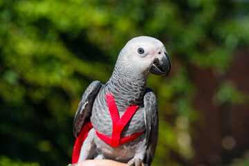 African Grey Parrot ,Psittacus erithacus