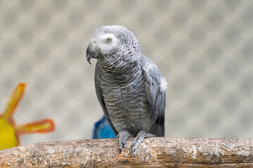 Detail portrait of beautiful grey parrot. African Grey Parrot, Psittacus erithacus
