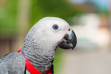 Obraz premium African Grey Parrot ,Psittacus erithacus