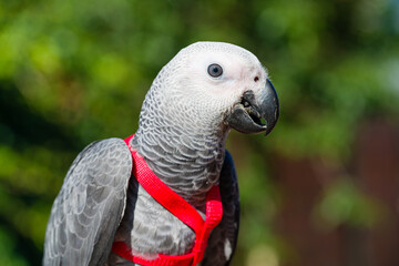 African Grey Parrot ,Psittacus erithacus