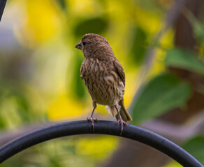 Common House Finch