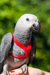 African Grey Parrot ,Psittacus erithacus