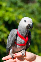 Obraz premium African Grey Parrot ,Psittacus erithacus