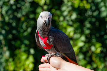 African Grey Parrot ,Psittacus erithacus